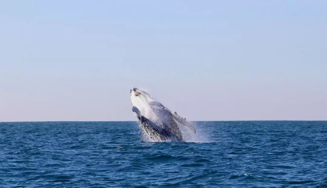 Newcastle Whale Watching Cruise