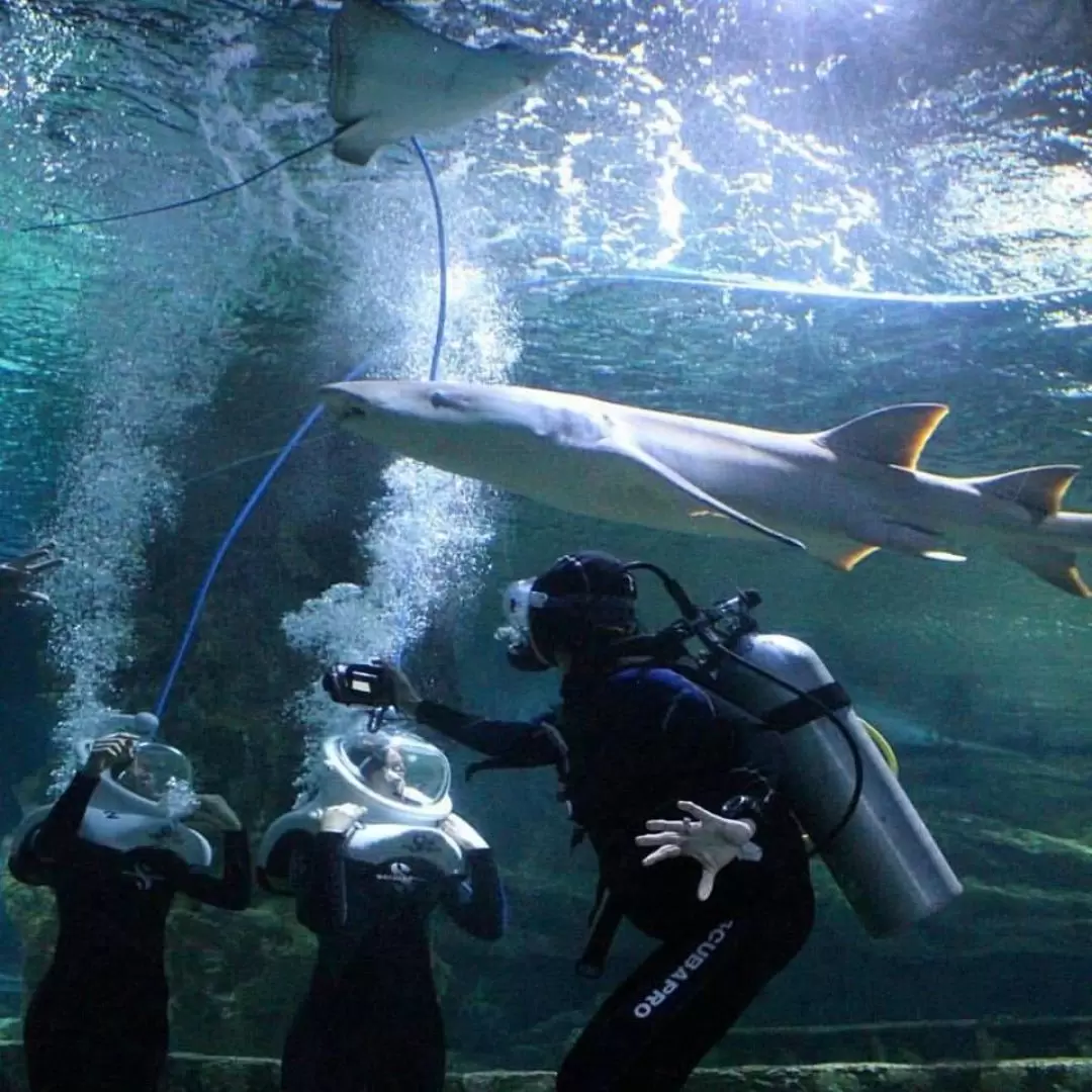 關島海底世界水族館海底漫步體驗