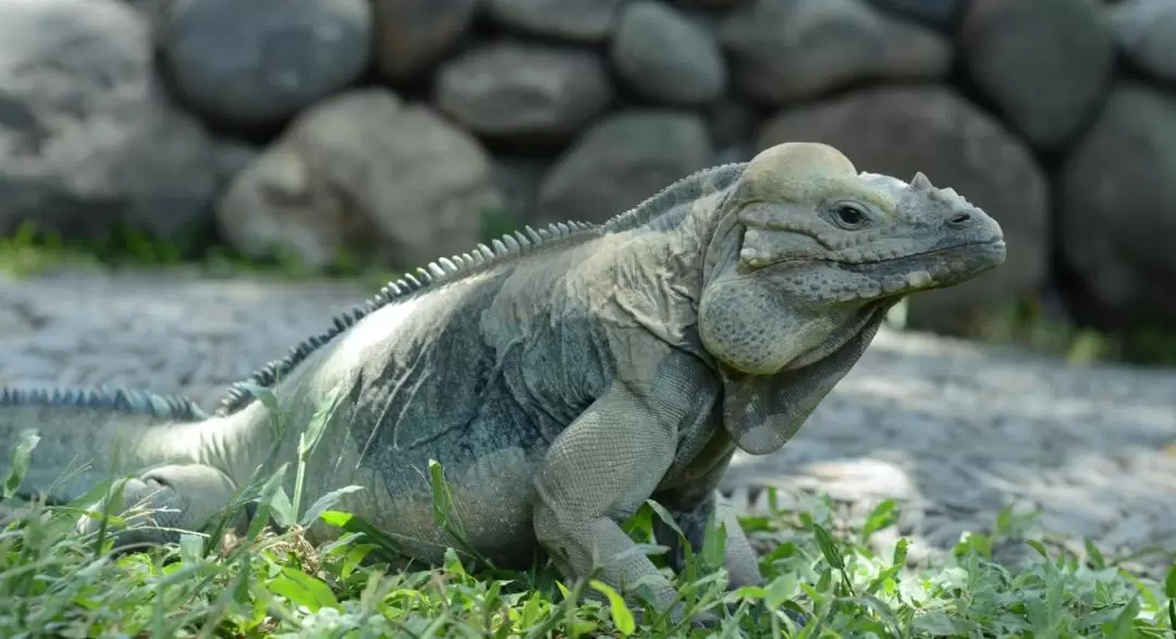 バリ爬虫類公園 入園チケット