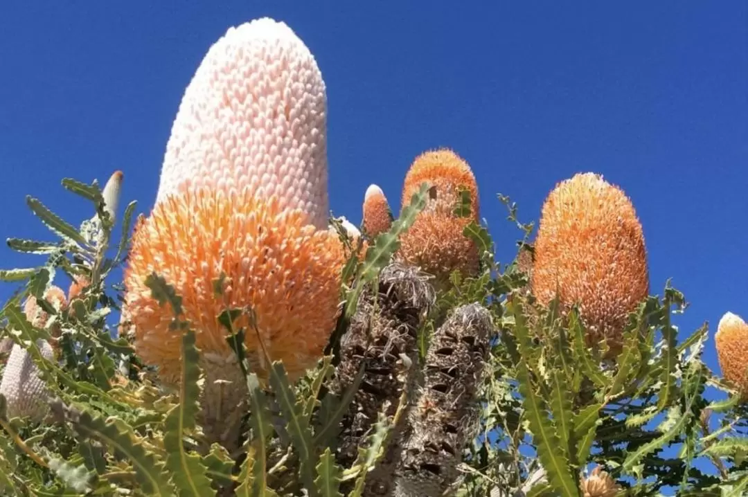 Pinnacles & Swan Valley Day Tour in Perth