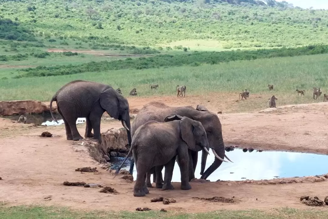 Shimba Hills National Reserve Day Tour 