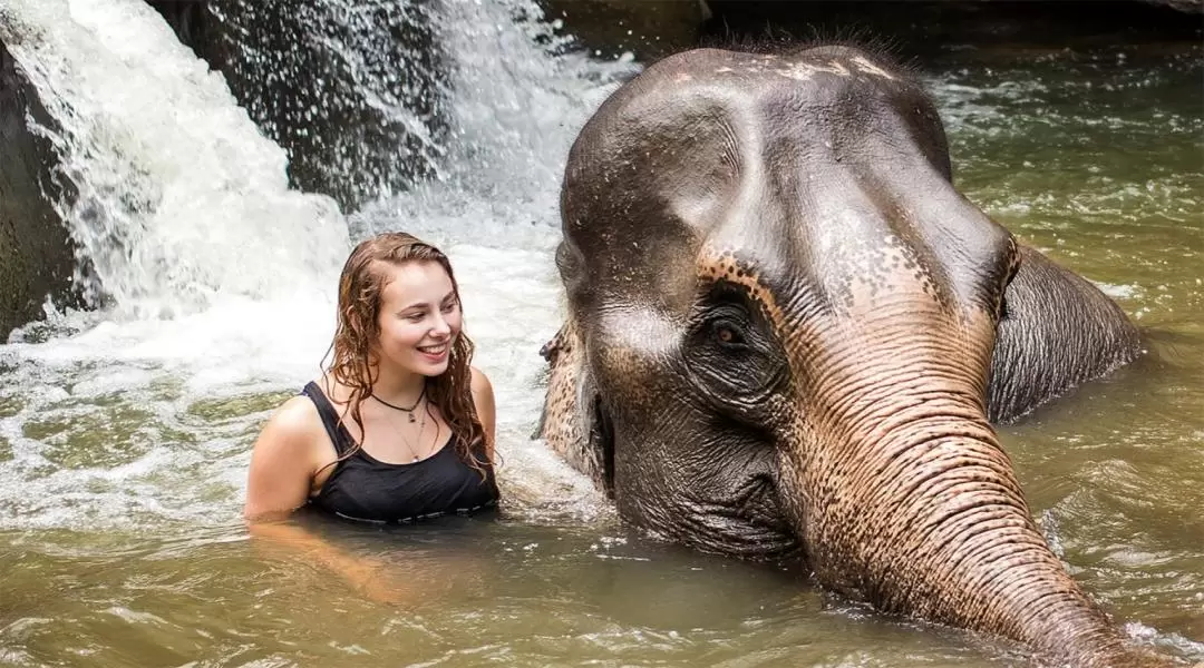 Elephant Jungle Sanctuary Pattaya Experience