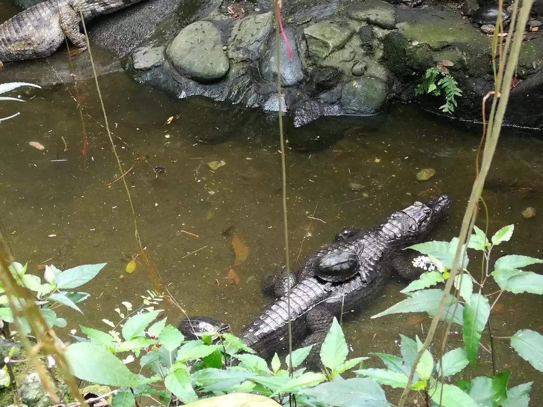 タガイタイ・ゾーイ（レジテンスインタガイタイの動物園）入園チケット