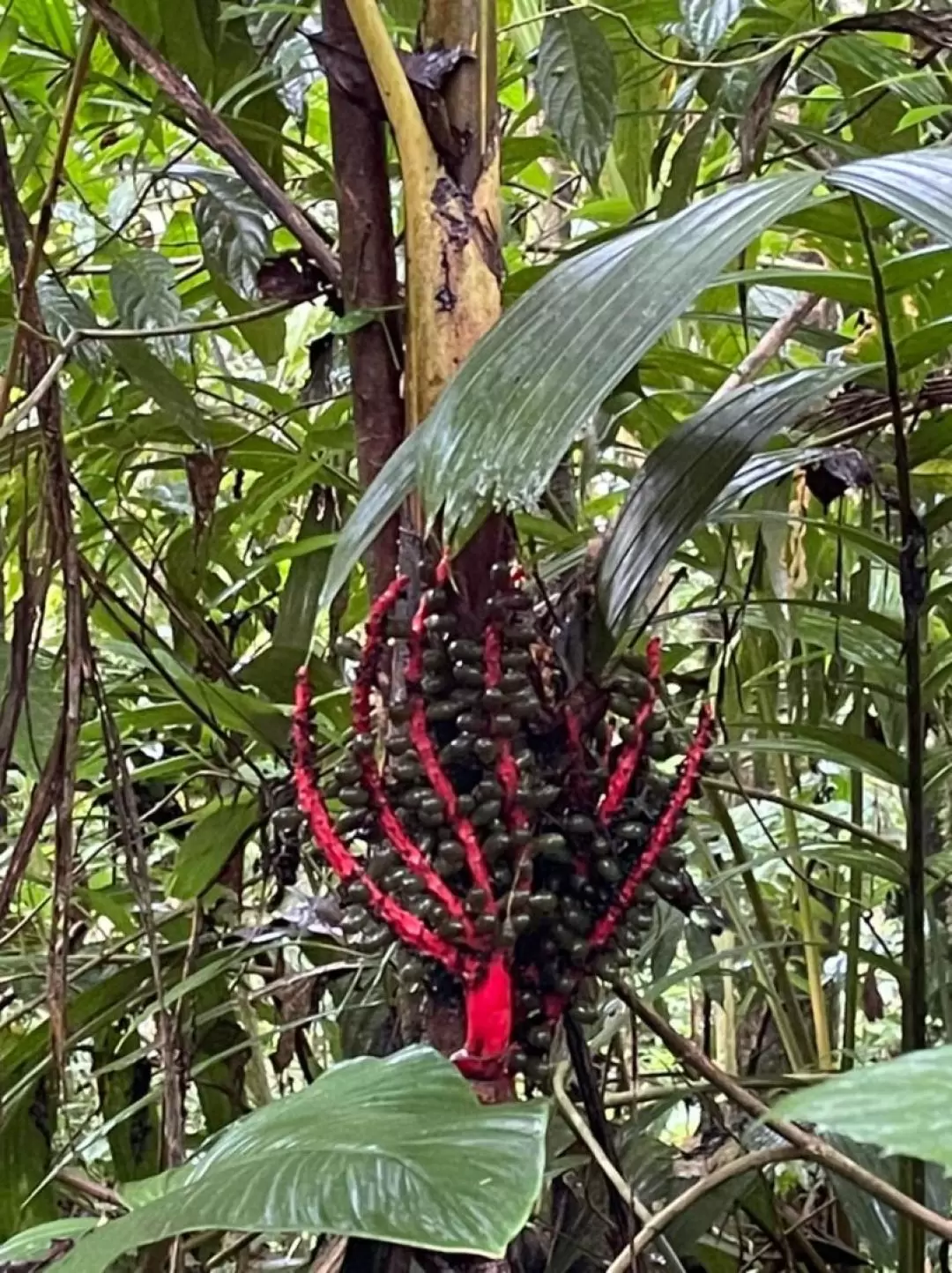 Rafflesia Half Day Trekking Trip with Optional Stay in Cameron Highlands 