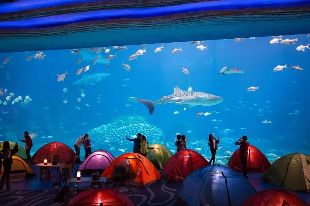 Chimelong Ocean Kingdom - Ocean Sleepover Package