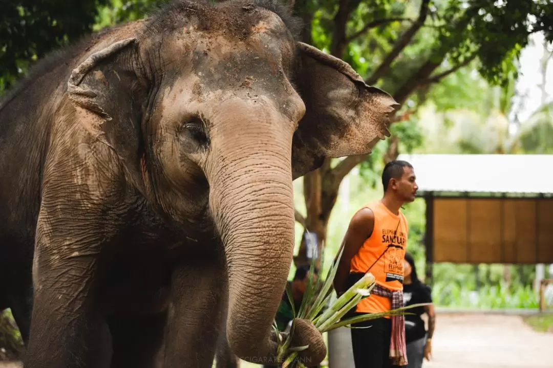 Elephant Jungle Sanctuary Experience in Koh Samui