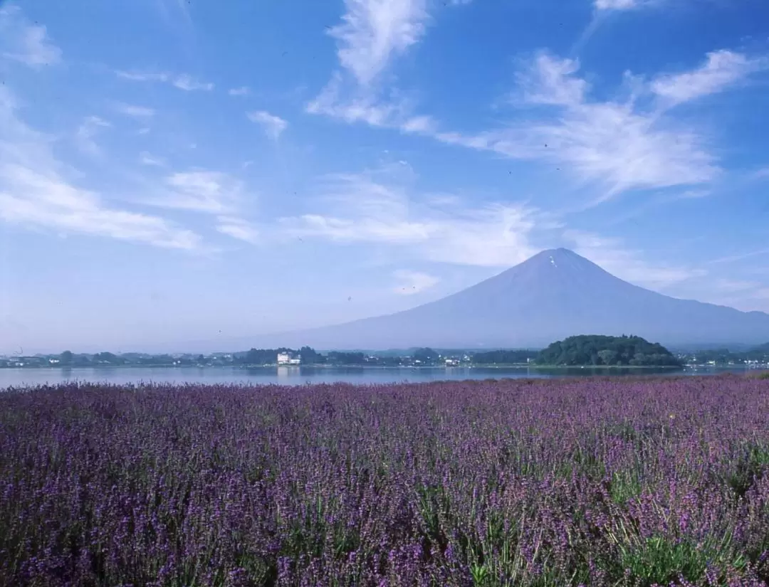 Fuji-Hakone Pass Voucher