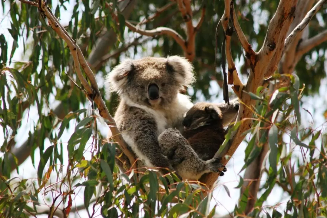 Phillip Island Nature Parks - 4 Park Combo Pass